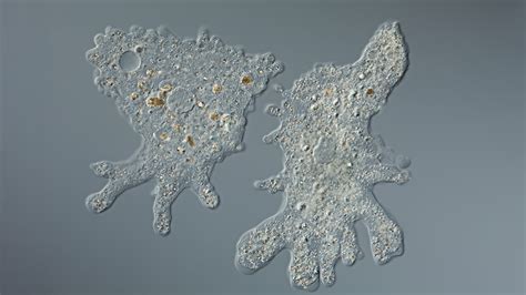  Joenikeia: This Miniature Amoeba With A Voracious Appetite Will Make You Rethink The Microscopic World!