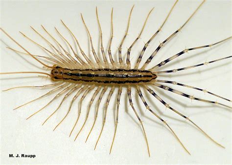  Scutigera Coleoptrata:  A Thrilling Journey into the World of the House Centipede With Its Many Legs!