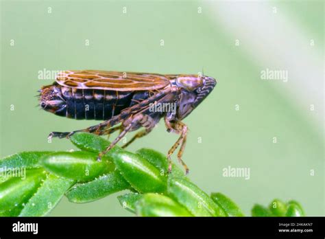  Cicadellidae! Những Kẻ Hút Chảy Sáp Thực Vật Với Tiếng Kêu Bắt Tai