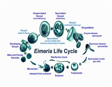  Eimeria! Tiny Troublemakers Lurking Within the Guts