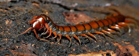  Elaterid Millipede: Unveiling the Mysteries Behind Its Glittering Exoskeleton and Remarkable Regenerative Abilities!