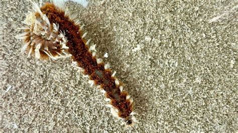  Fireworms -  Creatures That Can Curl Up into Tiny Balls and Breathe Through Their Skin!