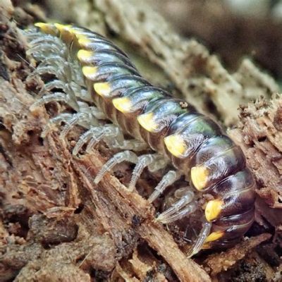  Harpaphe haydeniana:  A Many-Legged Marvel Hiding in the Undergrowth!