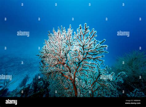  Millepora! Những Polyp Rực Rỡ Tạo Nên Một Khu Rừng San Hô Khác Biệt