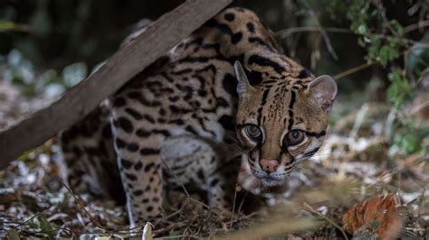  Ocelot! A Masterful Hunter with Silky Smooth Fur Disguised as Nature’s Mosaic