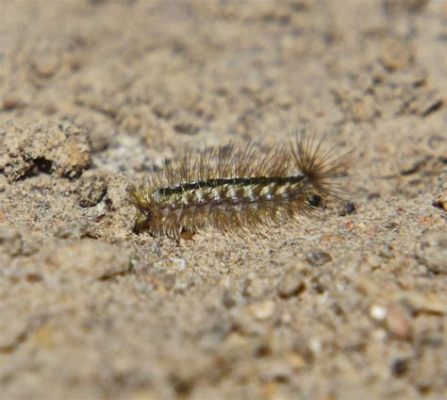  Quilling Millipede: A Master of Camouflage and an Invertebrate Enigma!