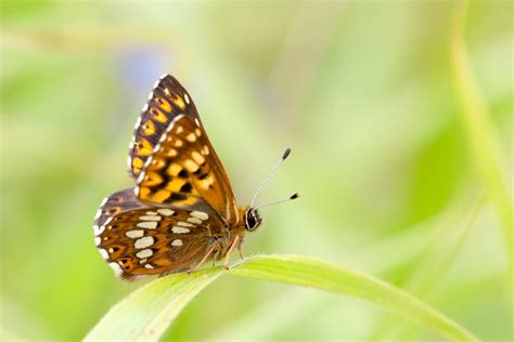  Riodinidae: Những Kẻ Mạo Hiểm Rực Rỡ Bay Lượn Trên Chuyến Phiêu Lưu Của Cuộc Sống!