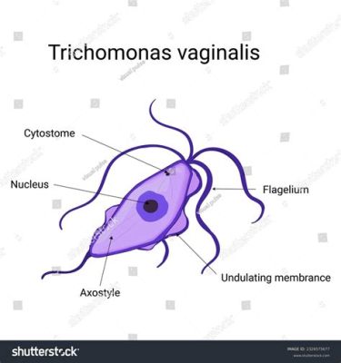  Trichomonas! A Single-Celled Wonder That Thrives in Unexpected Places