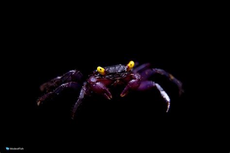  Vicious Vampire Crab: A Tiny Terror With Glowing Eyes That Lives in Freshwater Environments!