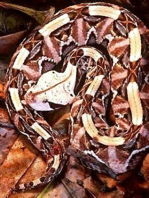  Viper!  A Deadly Serpent With Exquisitely Beautiful Patterns