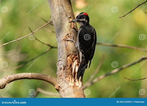  Woodpecker: A Masterful Musician Balancing on Branches