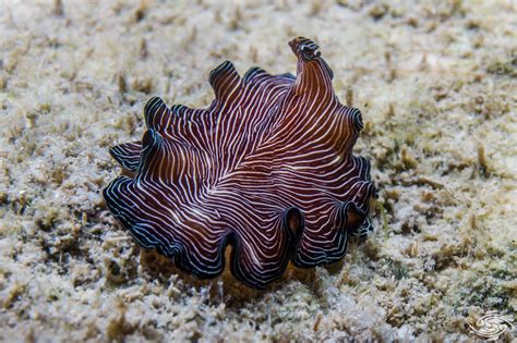  Xiphosomella!  Uncovering the Secrets of This Tiny Marine Flatworm with an Appetite for Everything